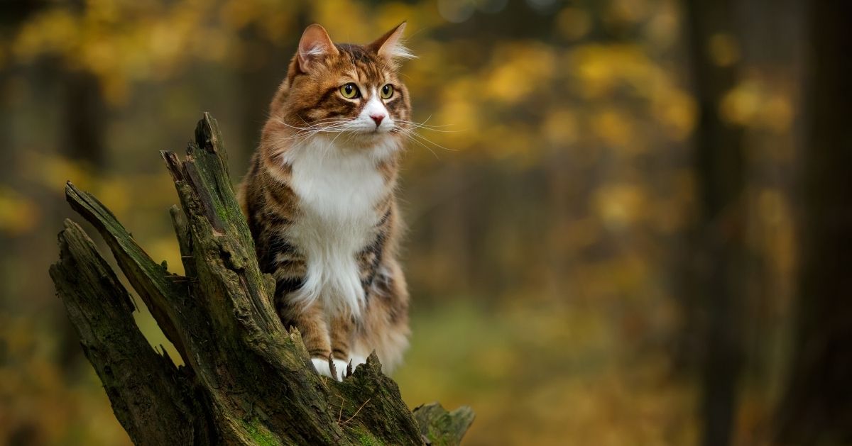 les chats se sentent en sécurité sur les arbres, en hauteur
