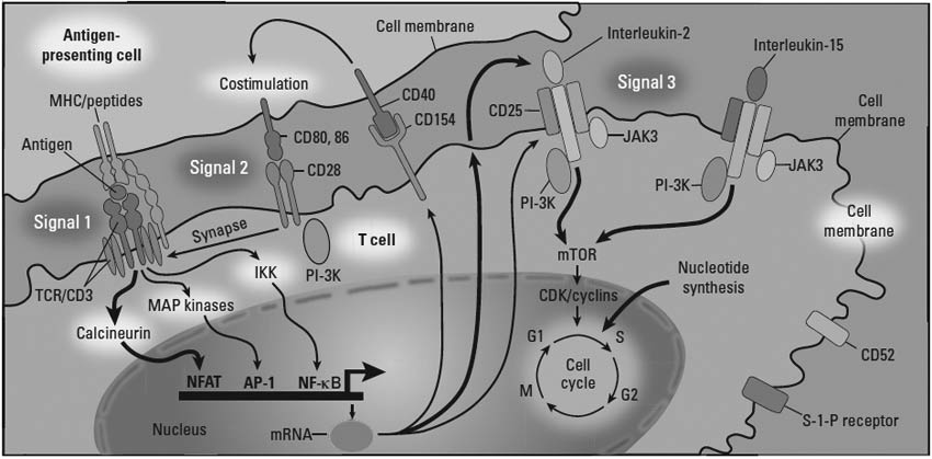 T-cell activation through three signals