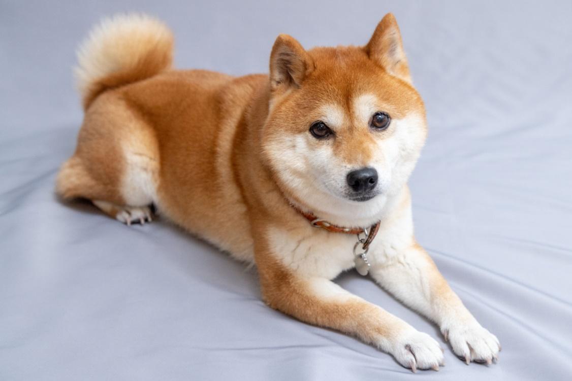 Japanese Dog Breeds
