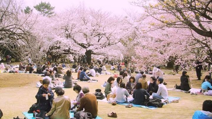 Tak Perlu Jauh Ke Jepang Taman Sakura Kini Hadir Di Indonesia