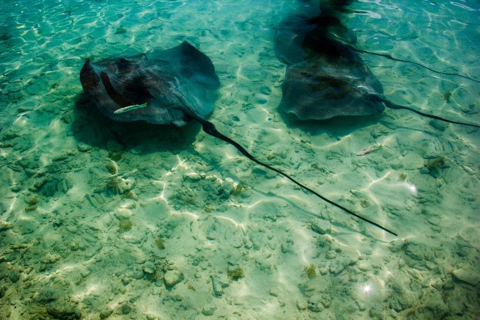 Snorkeling with Manta Bay