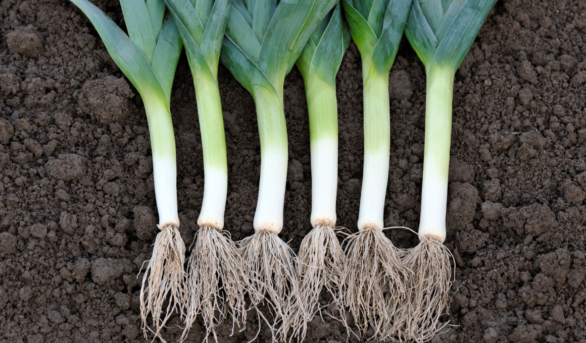 Leeks Gardening