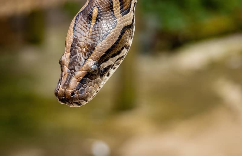 Sonhou com Cobra? Descubra o Significado!