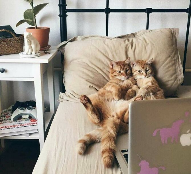 15 Amazing Facts About Cats + Mood Cat Photo Collection 27