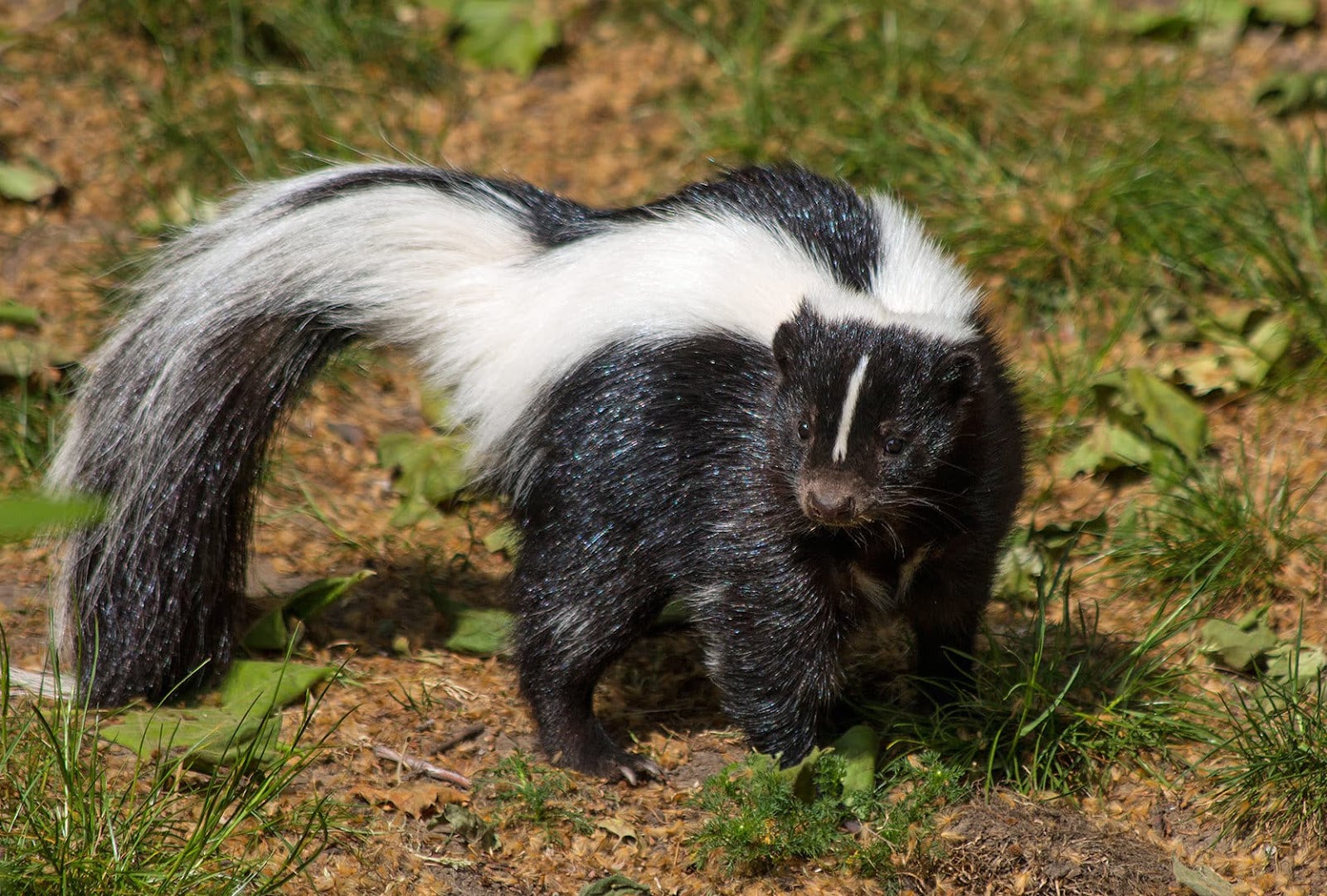 Do Skunks Eat Bird Seed