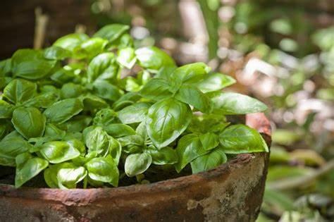 Holy Basil vs Basil - What's the actual difference?
