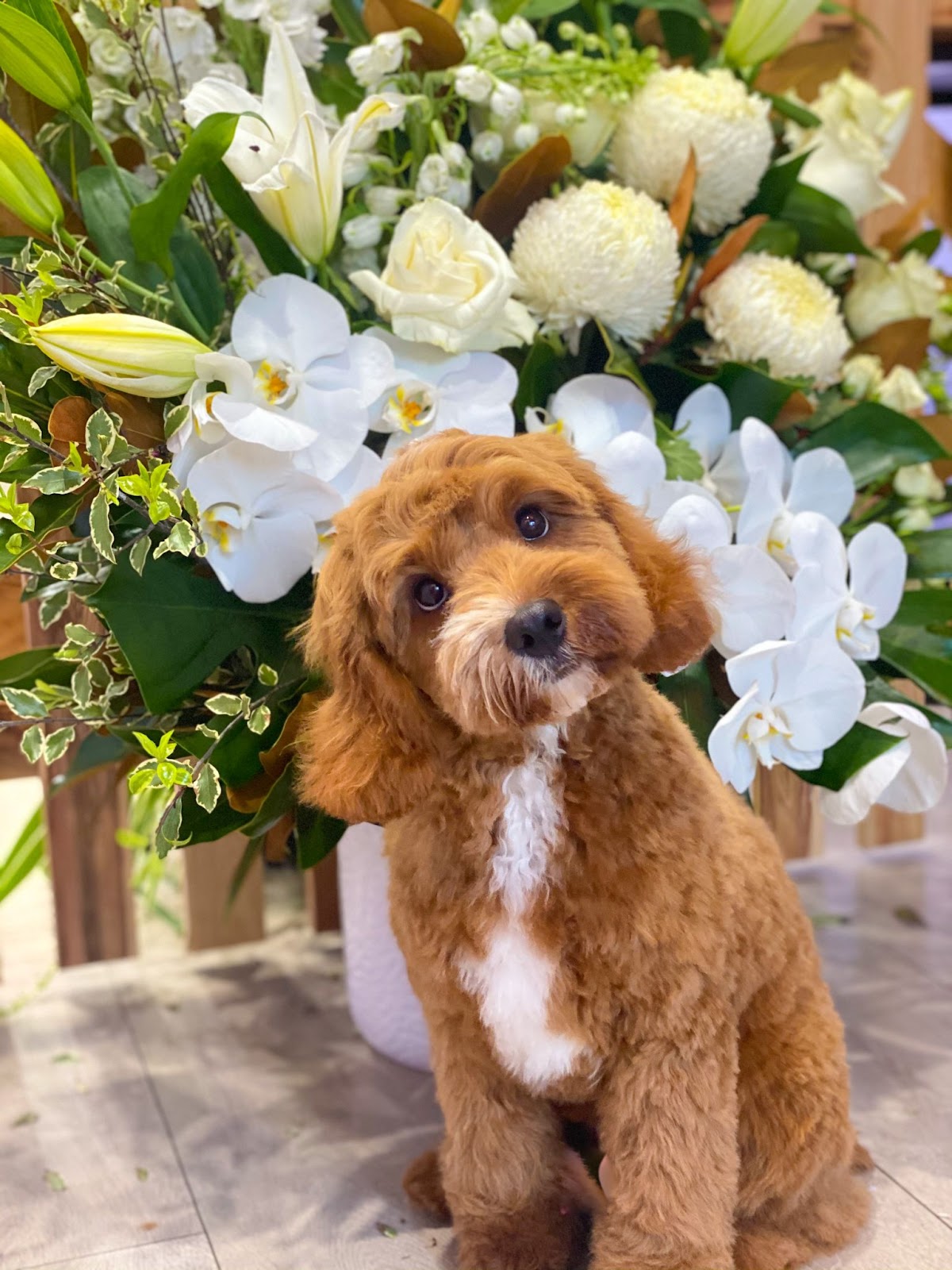 brown cavoodle with white spot