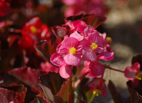 How to Grow Red Leaf Begonia
