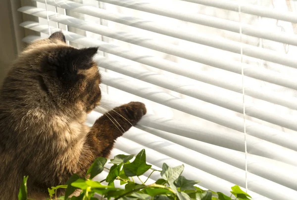 แมวมองออกไปนอกหน้าต่าง ชอบจินตนาการ