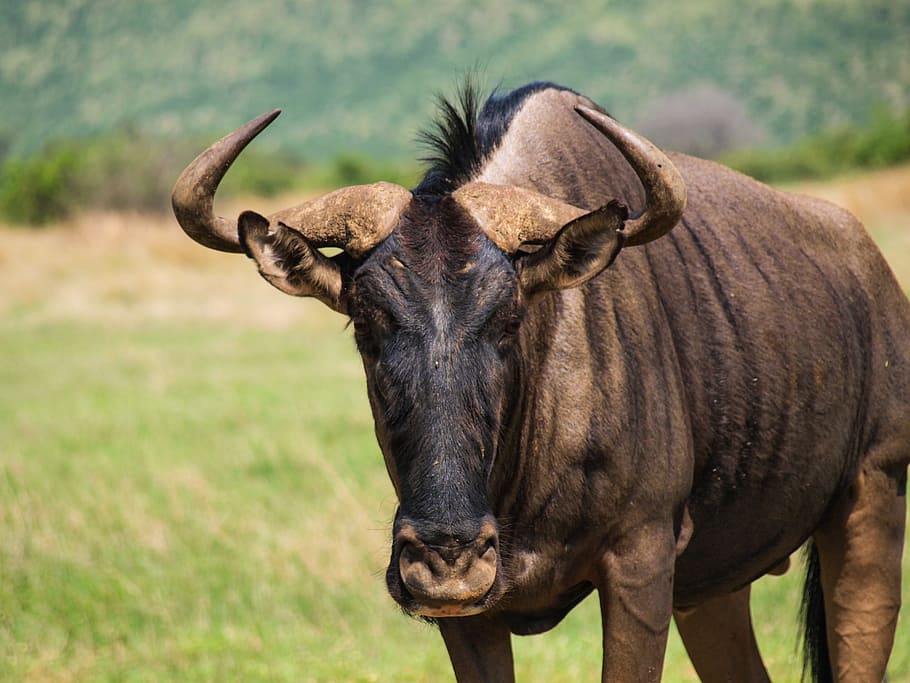 Wildebeest