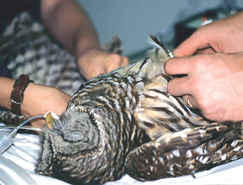 A barred owl (Strix varia) under general anesthesia for an electromyographic examination