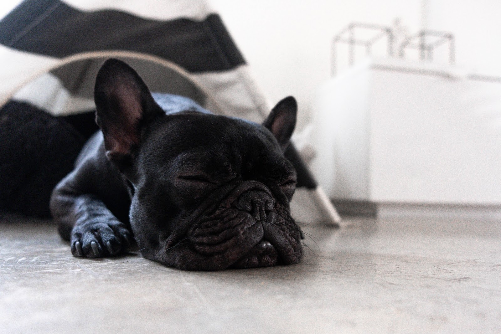 sleeping french bulldog