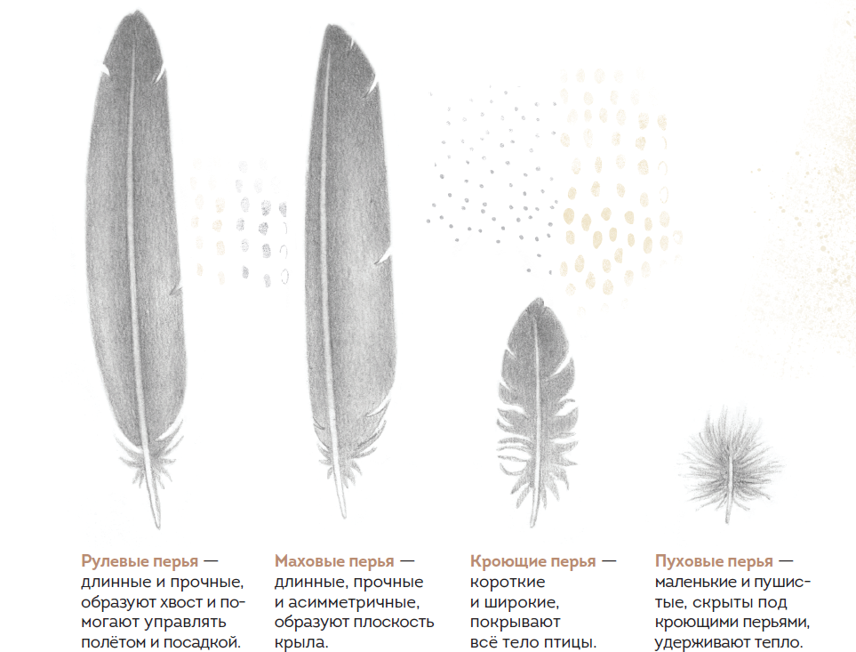 Перья птиц кратко. Маховое перо птицы строение. Маховые перья у птиц. Строение маховых перьев у птиц. Контурное маховое перо строение.