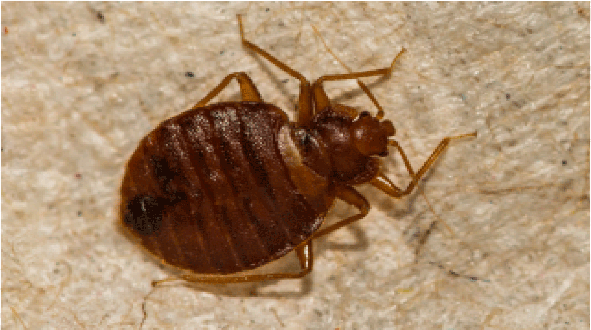 Carpet Beetle Bites Understanding The