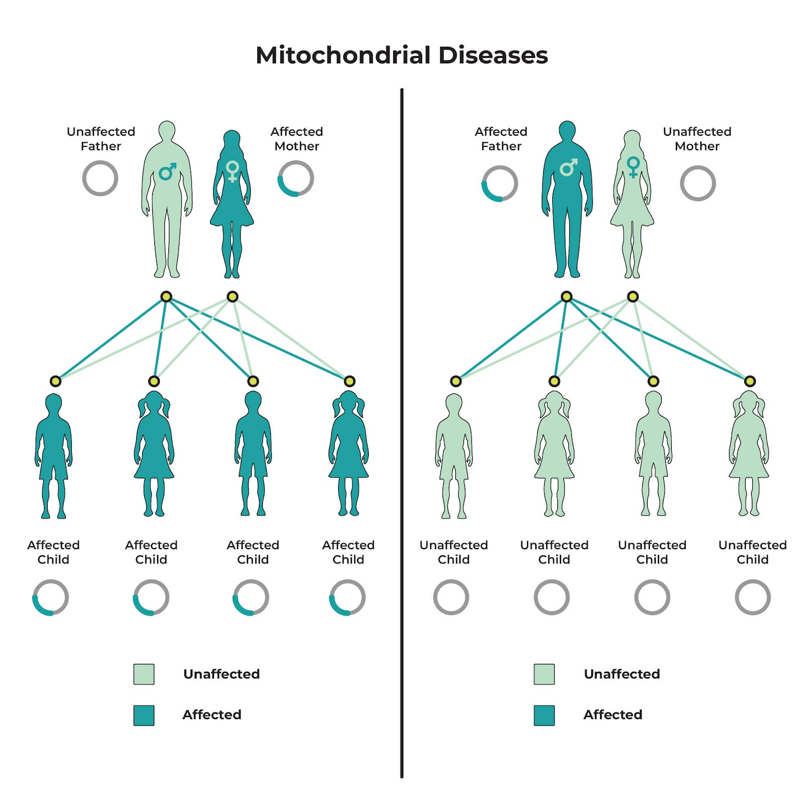 Mitochondrial DNA Testing: Inheritance of Mitochondrial Disorders. If the mother has a mutation in the mitochondria, she passes it on to all her children. 