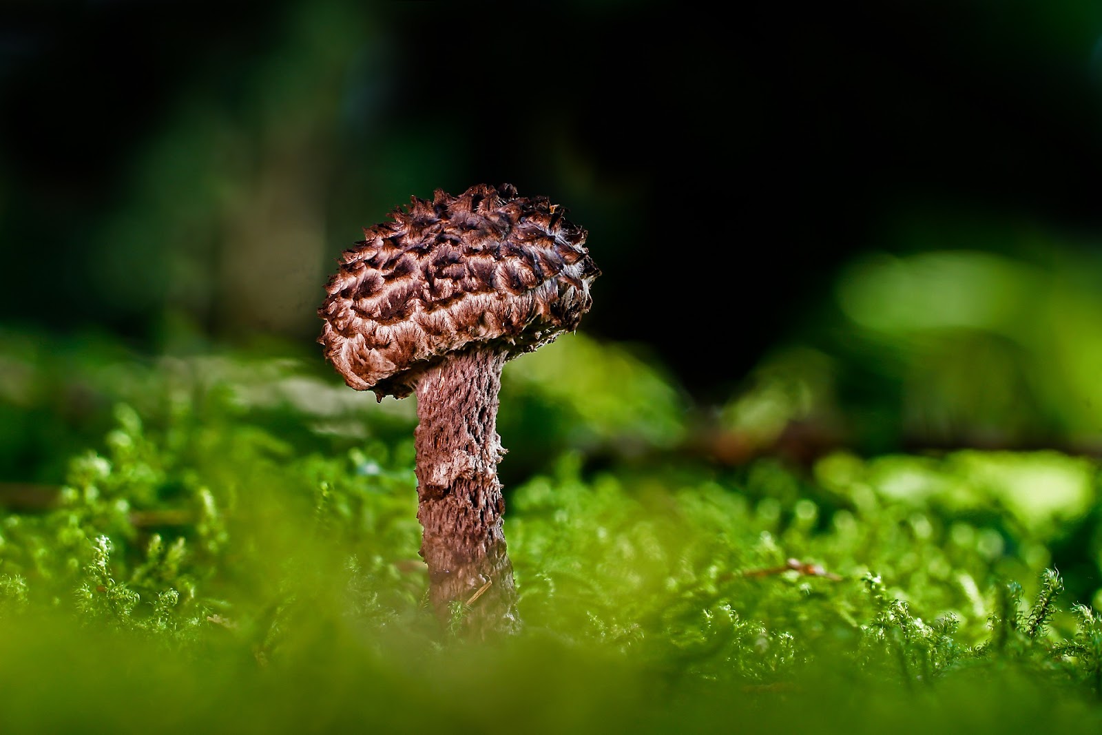 Fuzzy mushroom