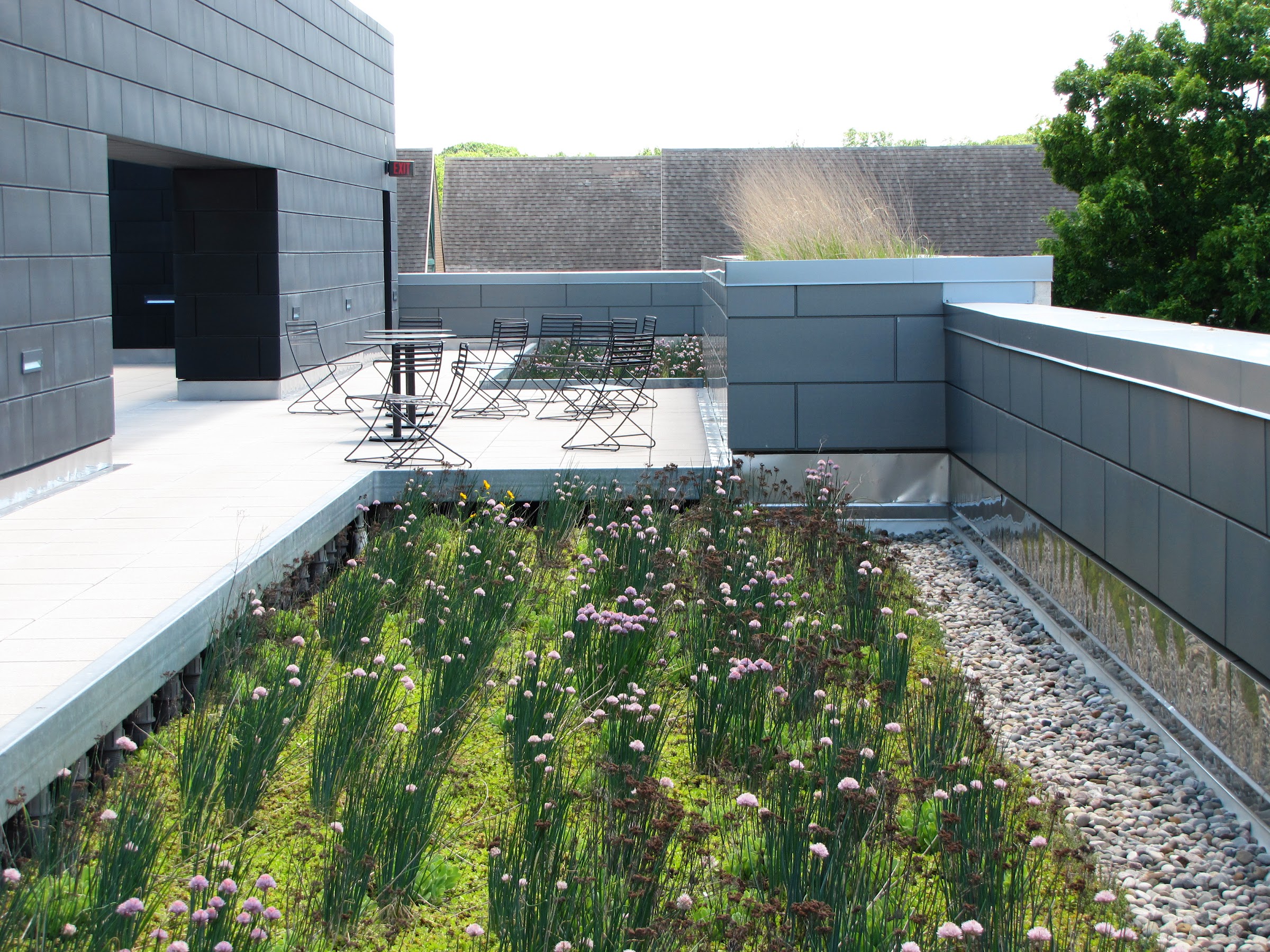 Plants on the green roof of the Science building help with stormwater runoff. Photo by Emily Nietering