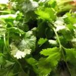 Coriander leaves