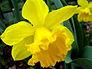 National Flower: Daffodil