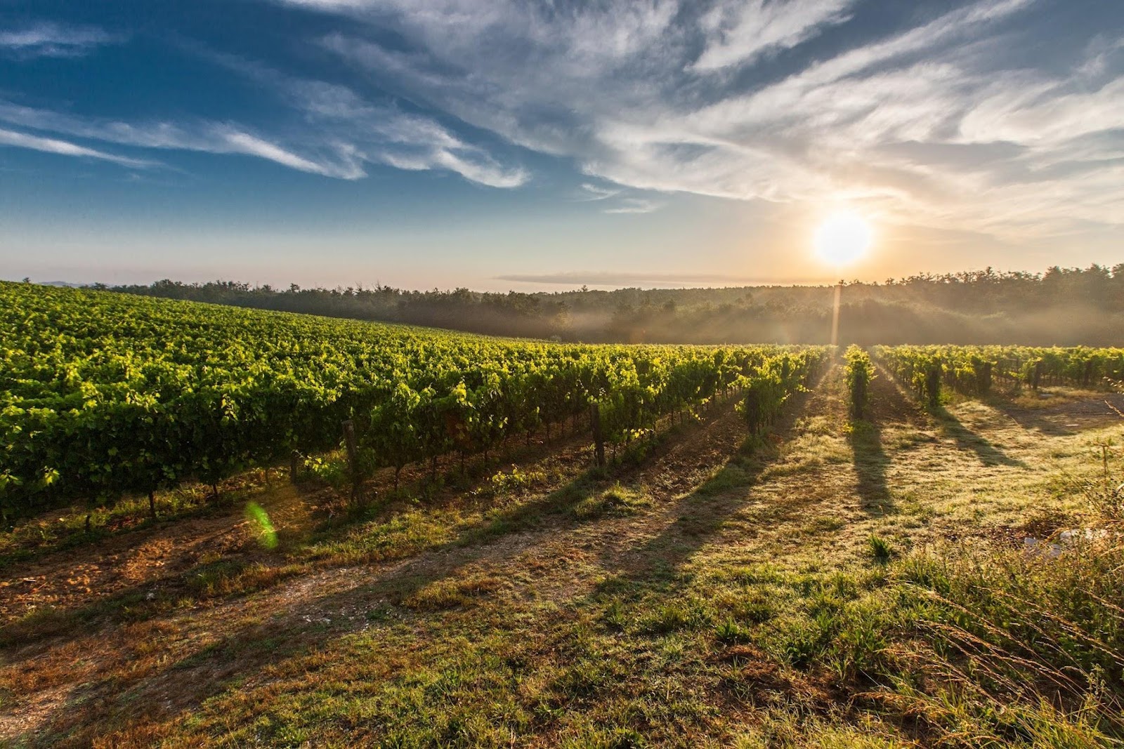 Learning To Be A True Sommelier