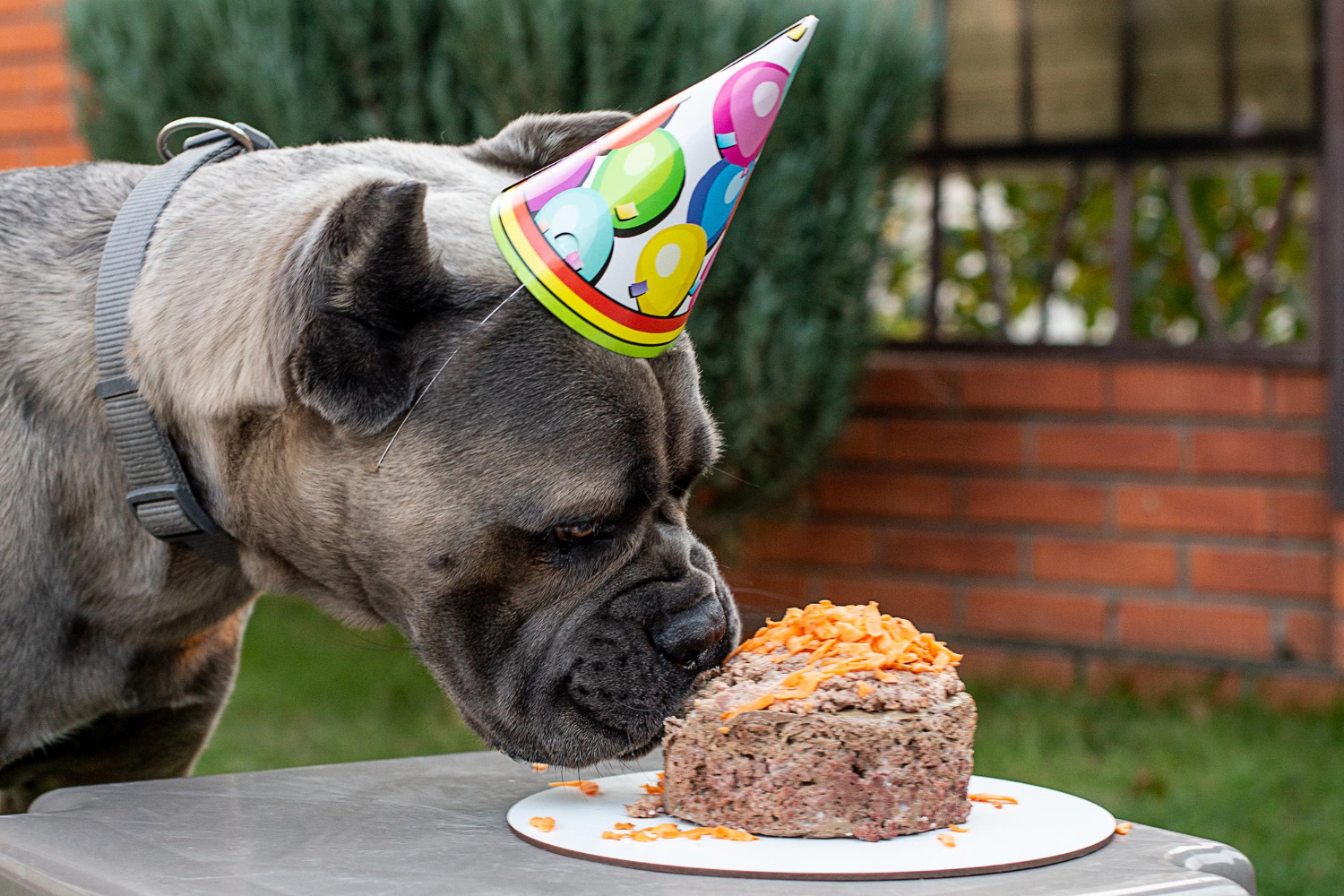 Your dog will love the meat cake as a gift!