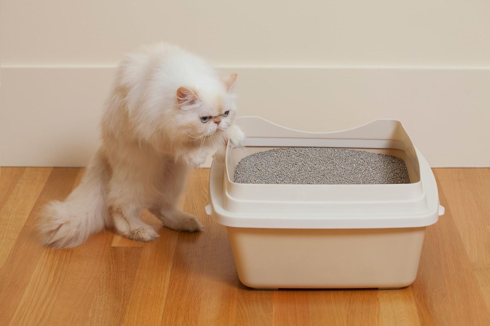 Alaaa Gebunyer! Tips Nak Gemukkan Kucing Kesayangan - Aiskrim Potong