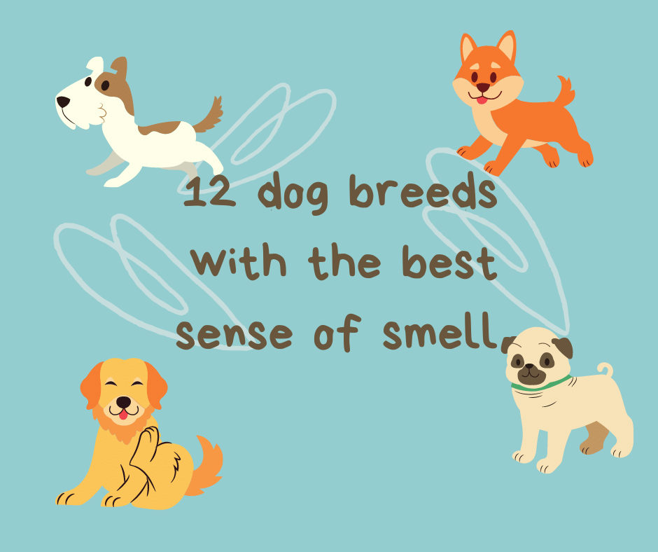 best sense of smell