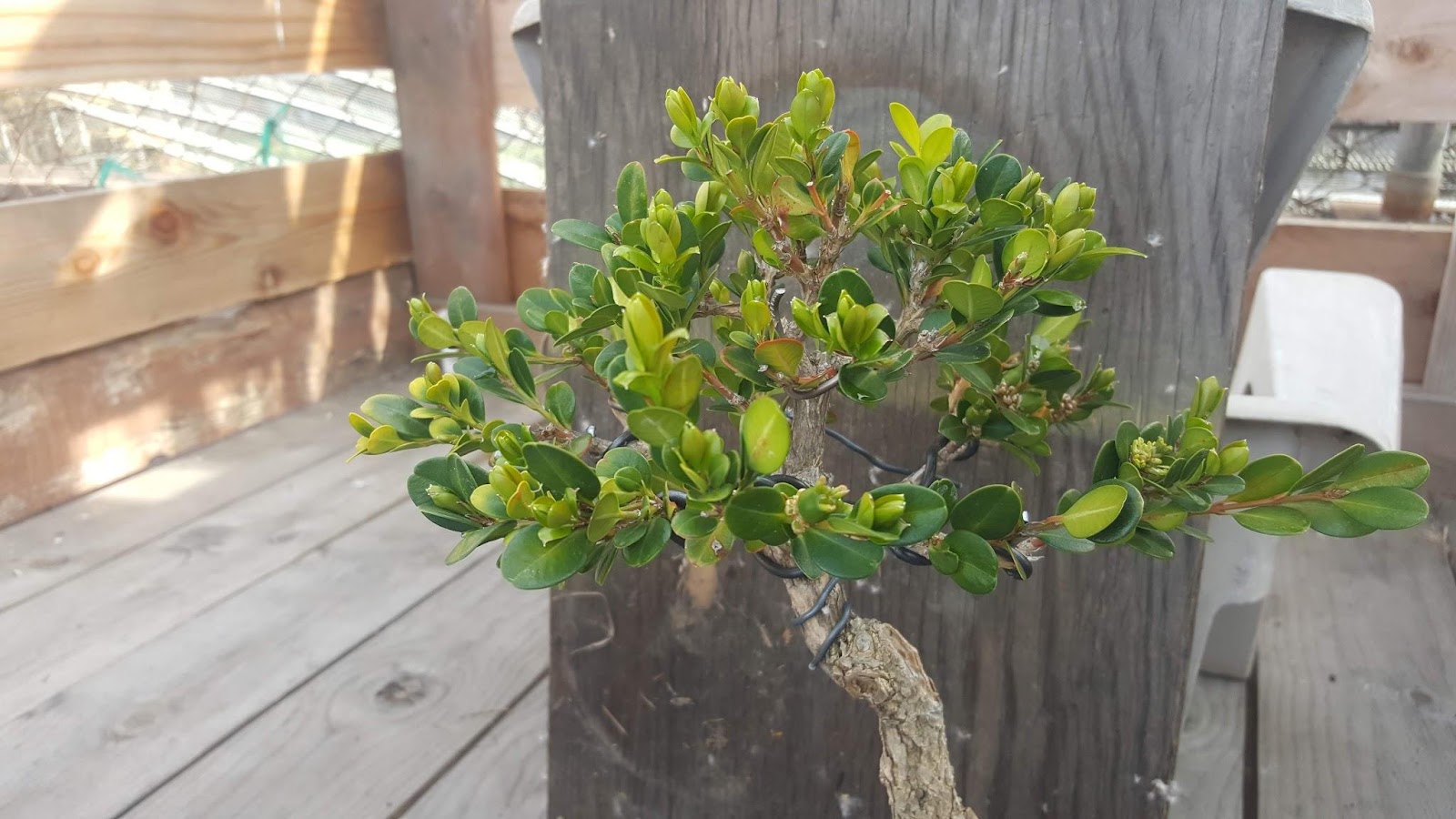 Buxus microphylla bonsai