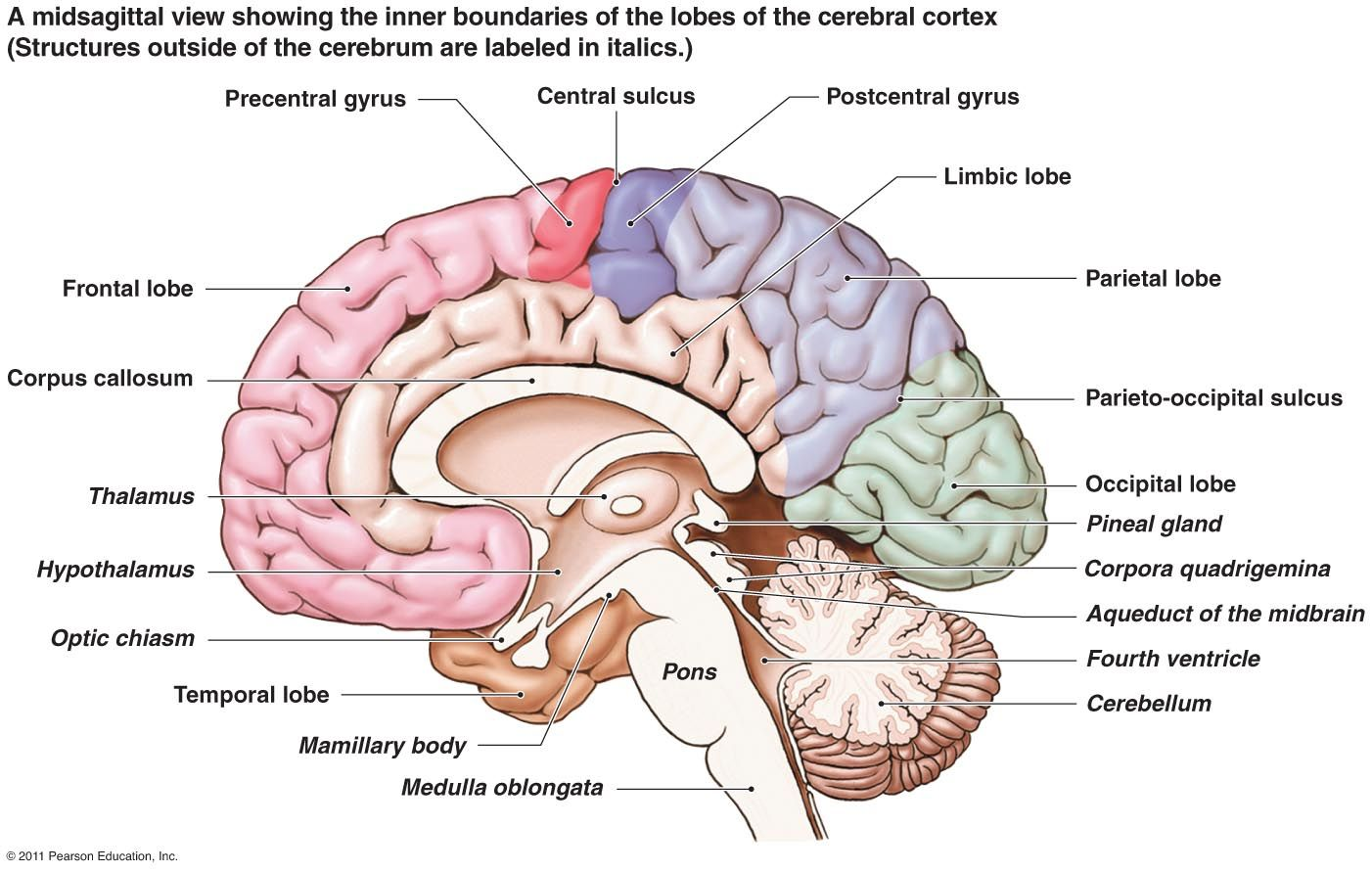 Your Brain: An Introduction to Its Anatomy – Multicultural Alzheimer's  Prevention Program (MAPP)
