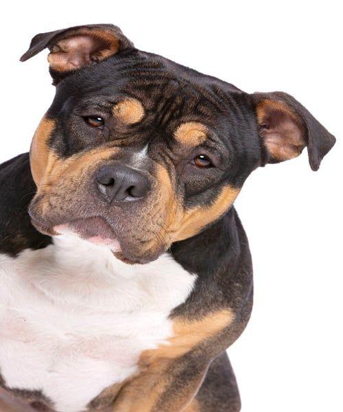 Tri Color Bully, tri colored bully, tri bully, bully tri color, tri color american bully