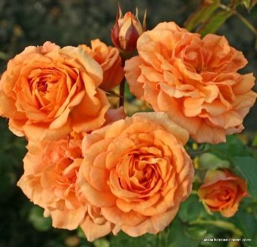 Bentheimer Gold® | Floribunda Roses | Plant-o-fix | Delivery Type | Garden roses | Rosen-Kordes