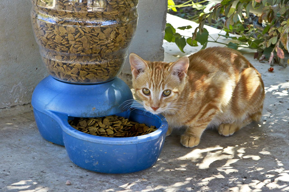 automatic cat feeder