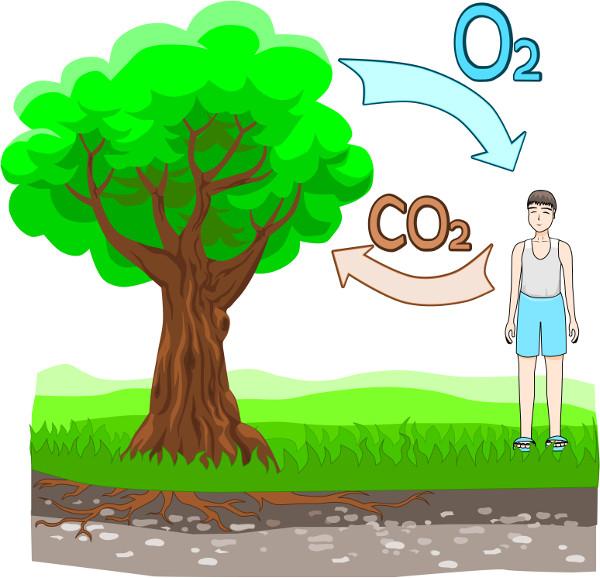 Ciclo do carbono: o que é, etapas, resumo - Biologia Net