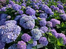 Hydrangea macrophylla Endless Summer® Bigleaf Hydrangea from Pleasant Run  Nursery