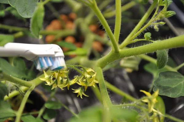 Manually hand-pollinate your flowers