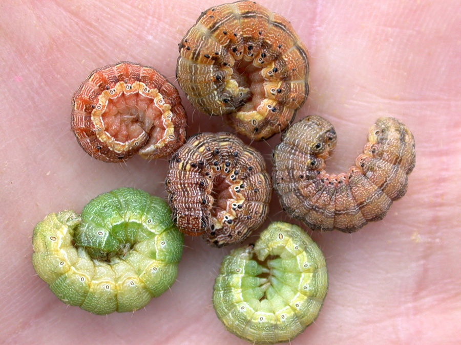 Corn Earworm