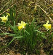 wild daffodil