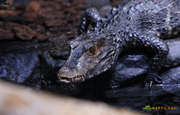 O imagine care conține mamifer, reptilă, reptilă crocodiliană, Reptilă cu solzi

Descriere generată automat