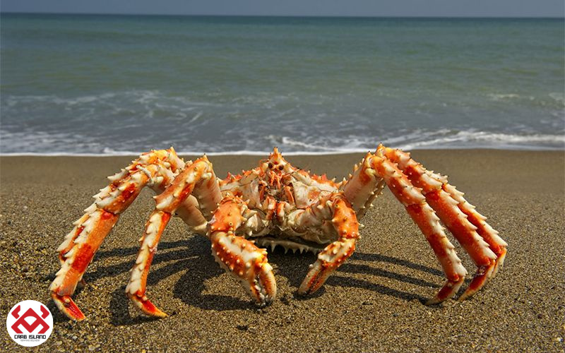 King Crab là loại cua khổng lồ đến từ đại dương
