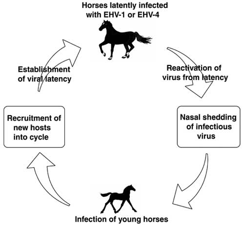 Ciclo de vida biológico de HVE-1 y HVE-4, ilustrando el papel central del caballo portador latentemente infectado como reservorio a partir de los cuales los herpesvirus son transmitidos perpetuamente a las nuevas generaciones de huéspedes equinos.