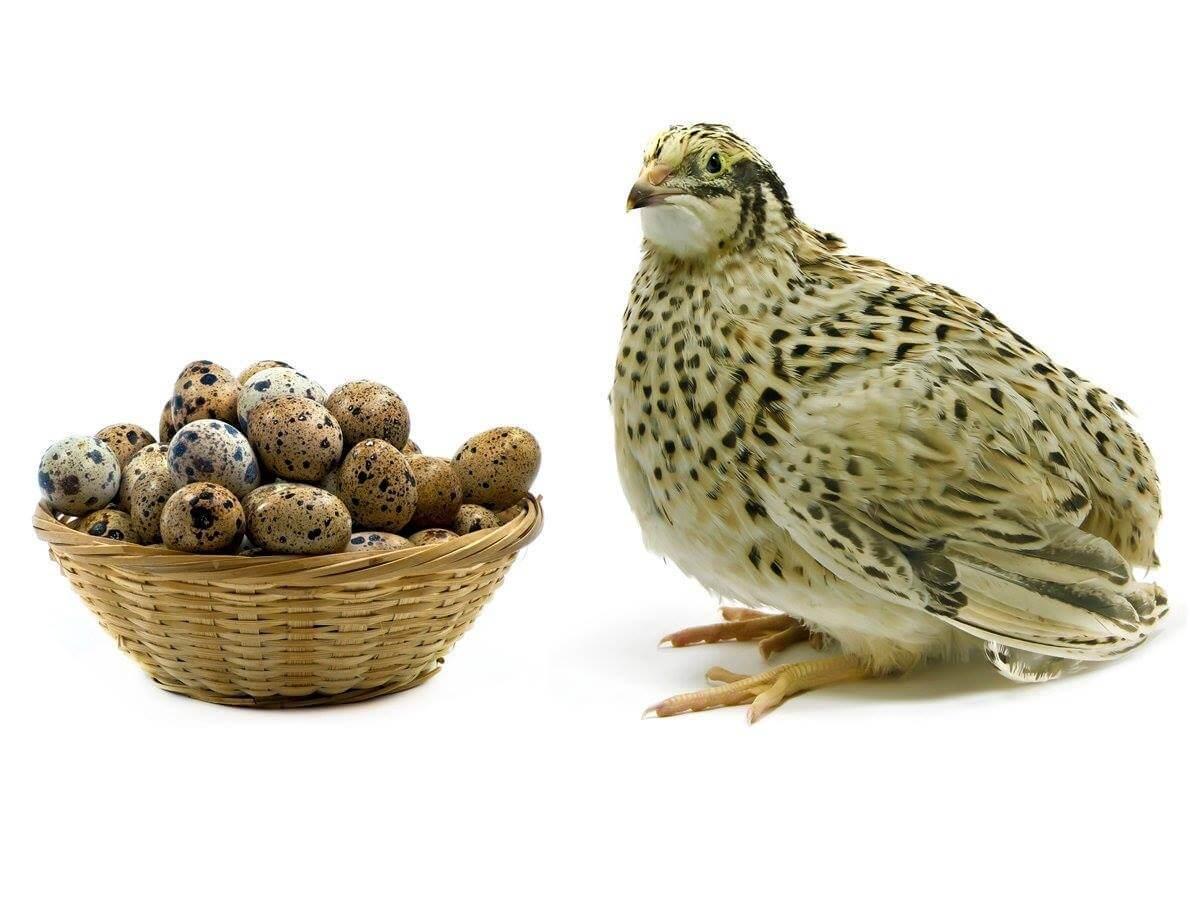 How many eggs do quails lay?