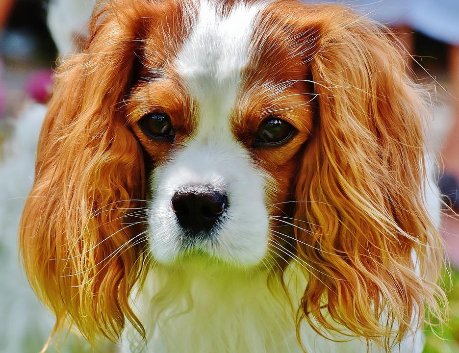 Dog, Cavalier King Charles Spaniel, Funny, Pet, Animal