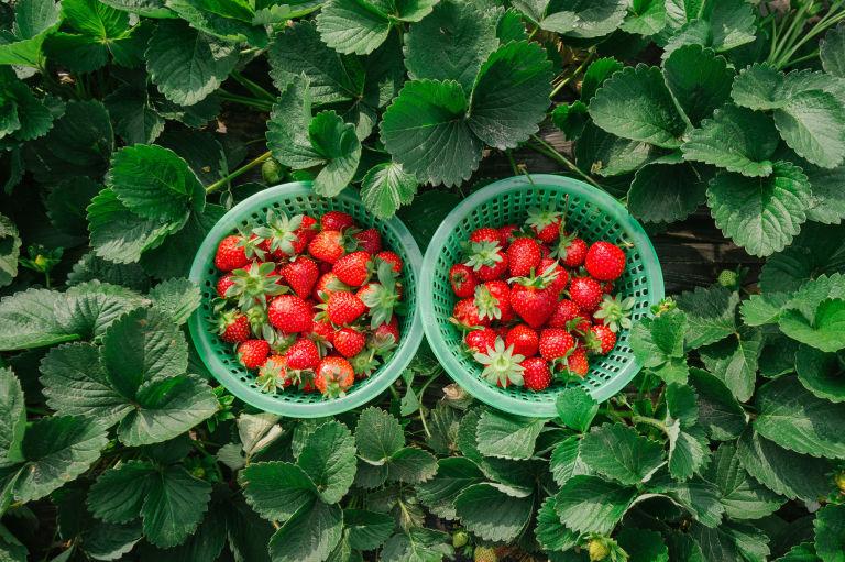 The juicy strawberries at Nguyen Lam Thanh farm - Da Lat strawberry