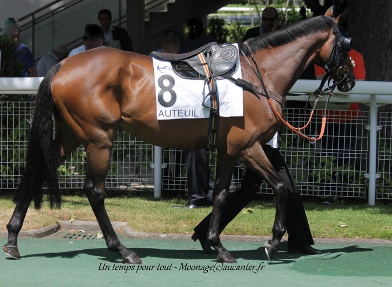 Photos Auteuil 7-06-2015 Journée Grande Course de Haies LOsyV8eaLwgBo99ktUgjiDwRa4PXFHoPDzC1rk0TFt5u=w800-h586-no