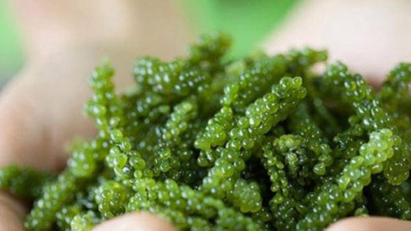 Tảo xoắn Spirulina tạo màu đỏ cho cá