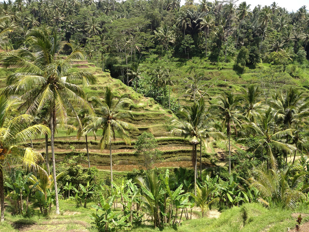 Tegalalang Rice Terraces - Instagramable Places in Bali You Should Visit