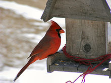 A red bird is perched on a wooden house-shaped bird feeder. A red string is wrapped multiple times around the base of the feeder.