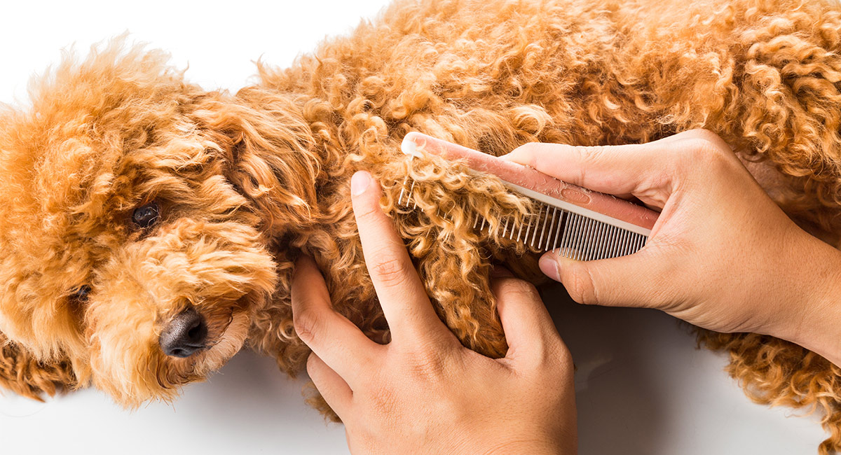 Top 5 Toy Poodle Grooming Tips Poodle Me Up