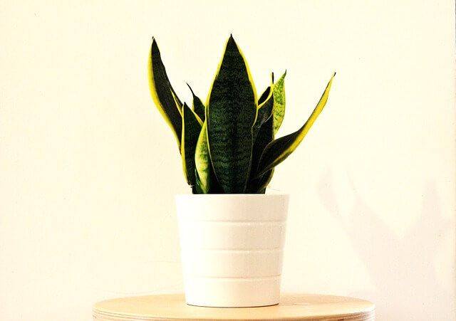 Sansevieria (Snake Plant) in a white pot kept on a table indoors