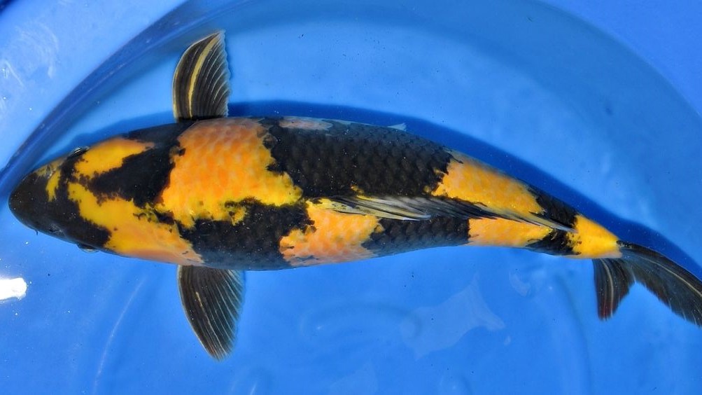 Ikan Koi